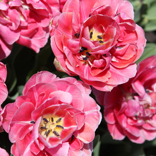 Tulips in Los Angeles; How to grow Tulips in Hot Zones