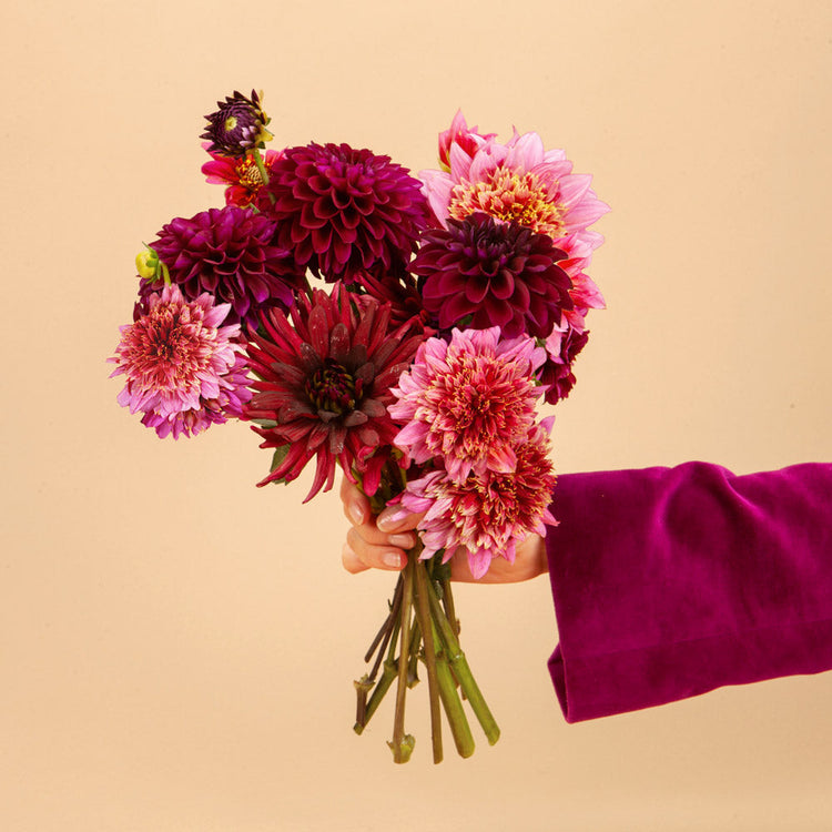 Dahlias