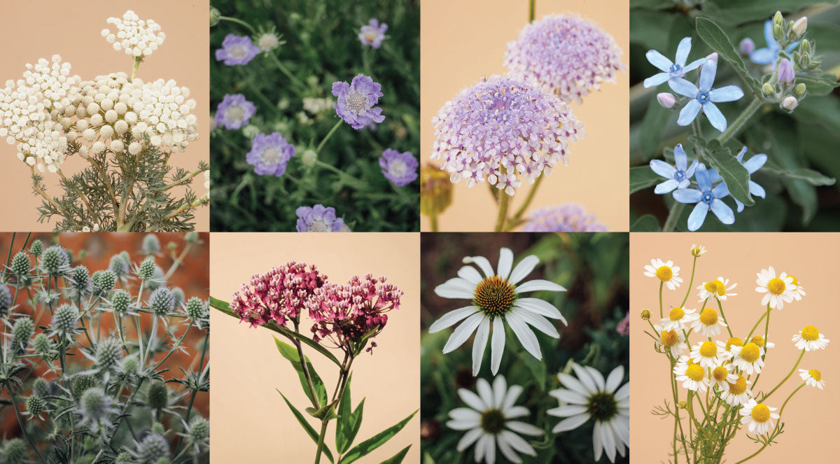 Blue Lace Flower Plants