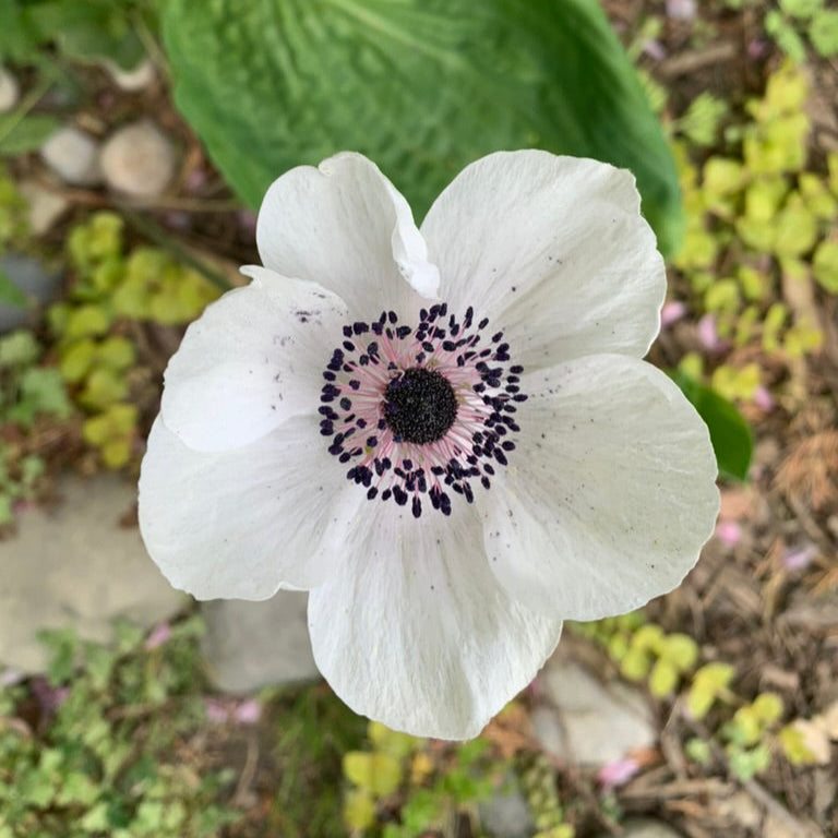 Marianne Panda White Anemone Corms