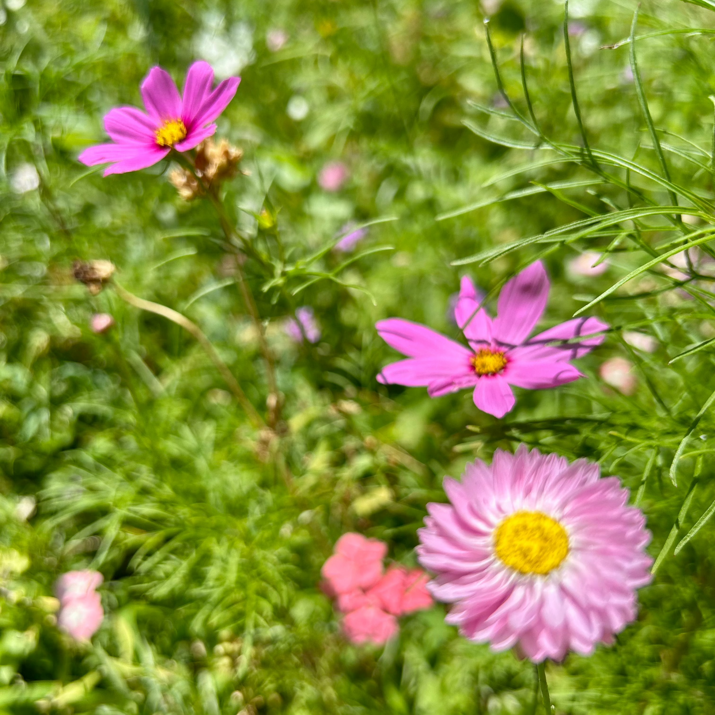 Bumble Bee Bar Wildflower Seed Mix