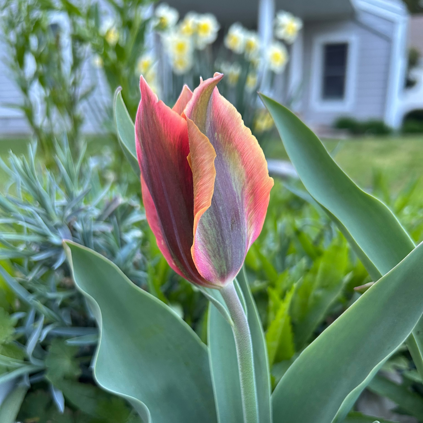 Artist Tulip Bulbs