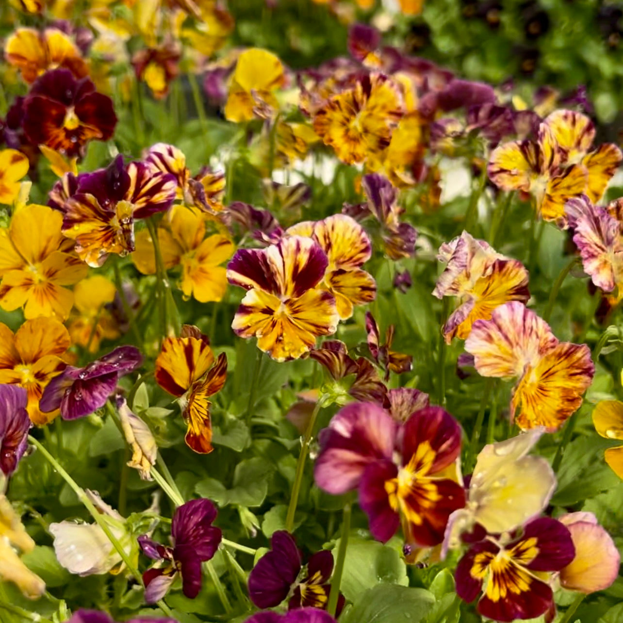 Brushstrokes Viola Plants