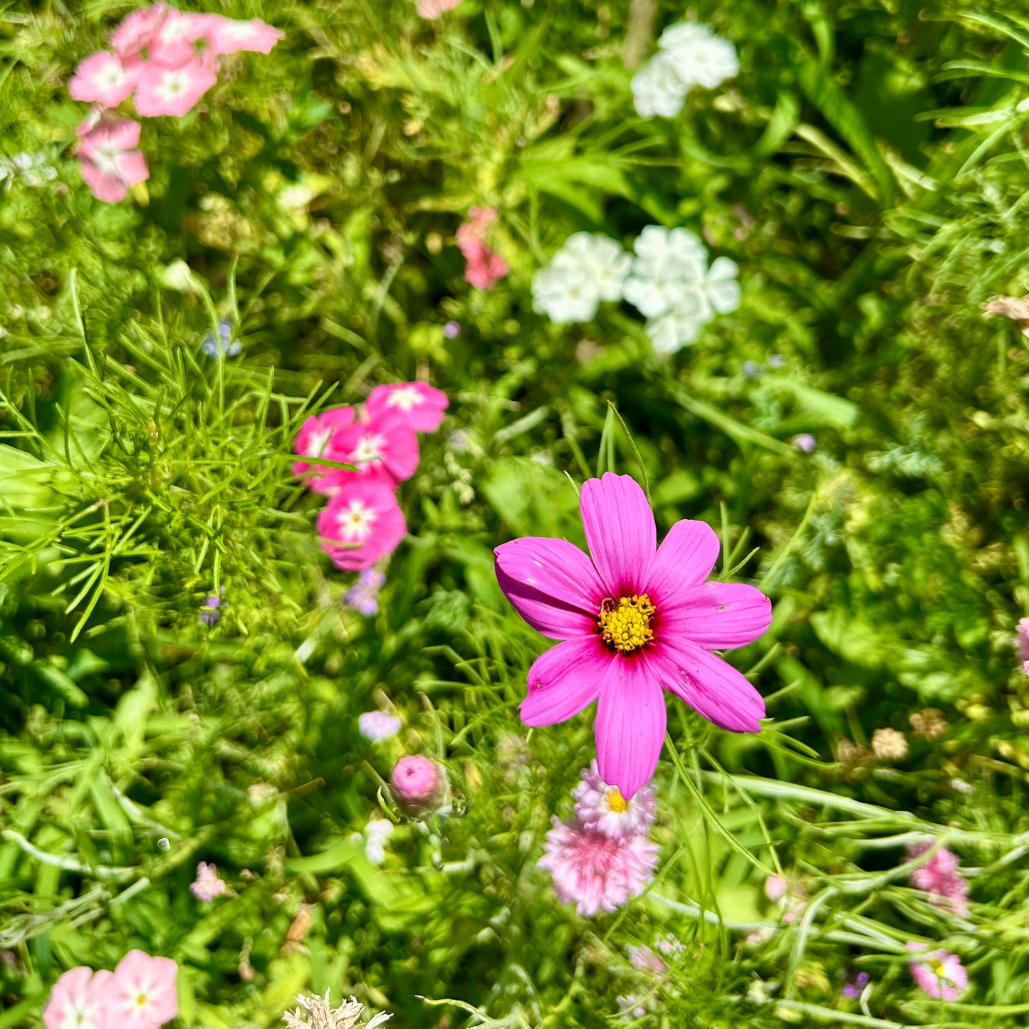 Bumble Bee Bar Wildflower Seed Mix
