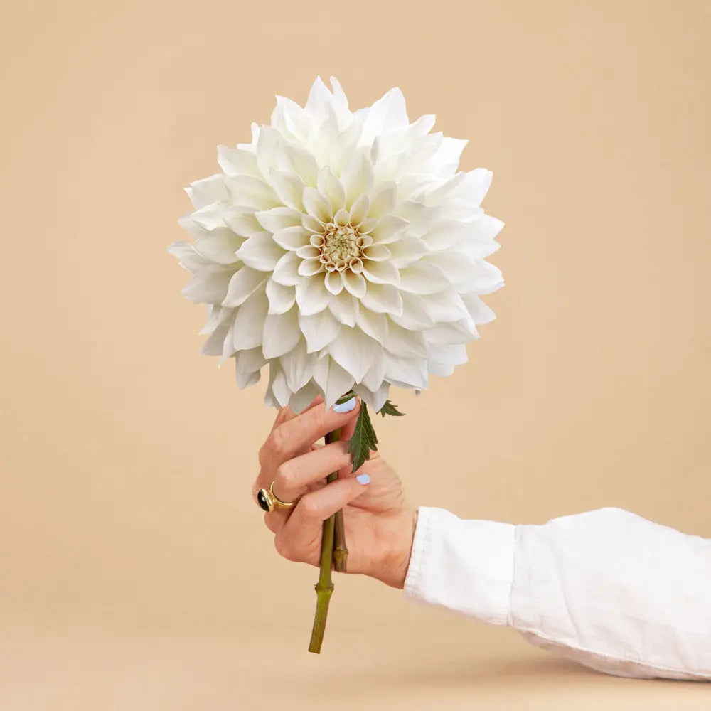 Café Au Lait Supreme Dahlia