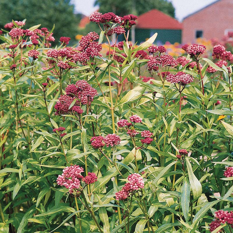 Soulmate Milkweed Plants