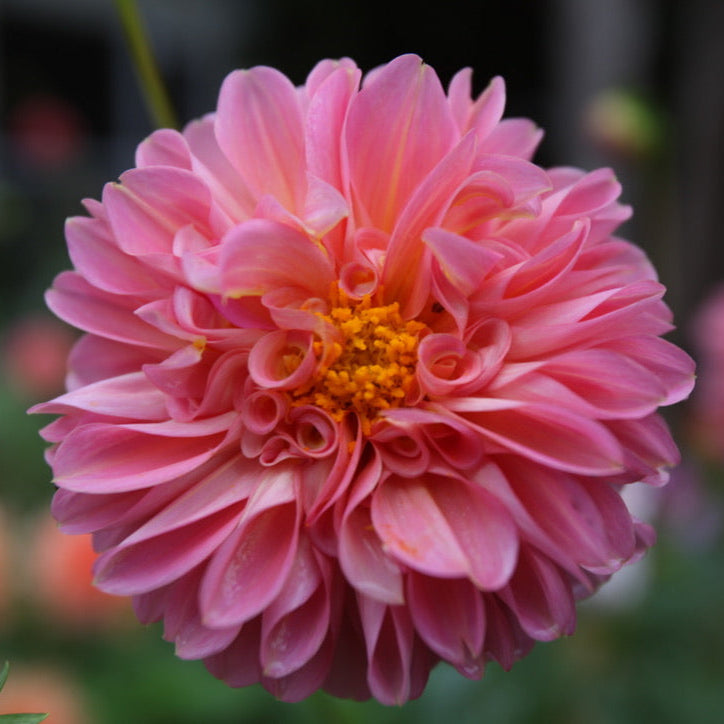 Jowey Nicky Dahlia