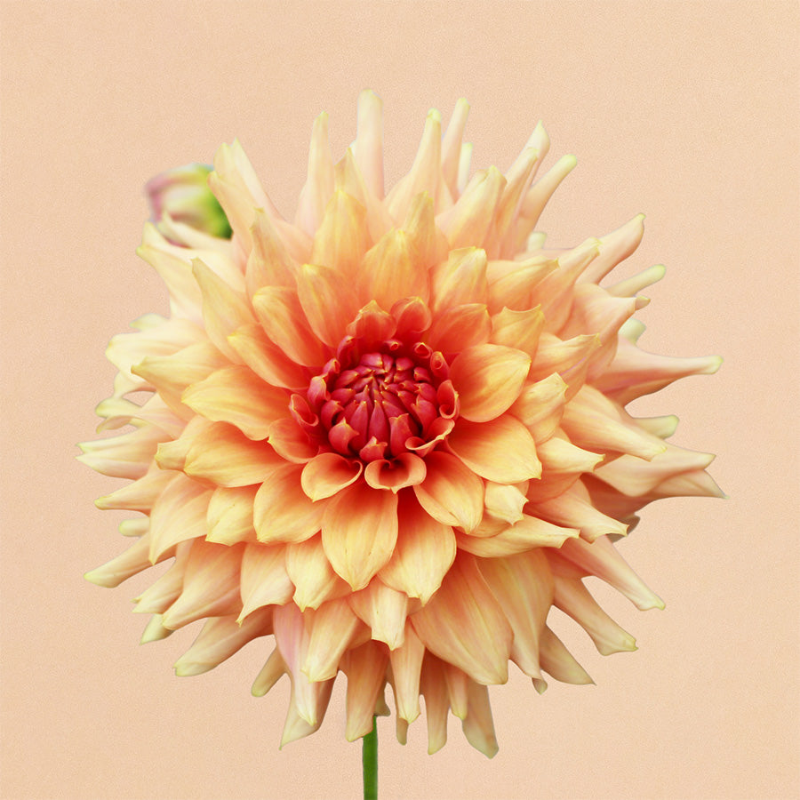 Terracotta Dahlia
