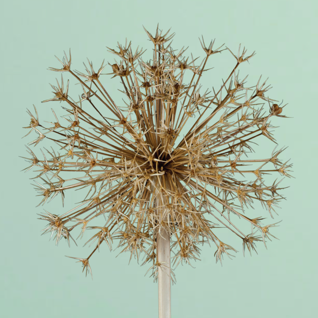 Christophii Allium Bulbs
