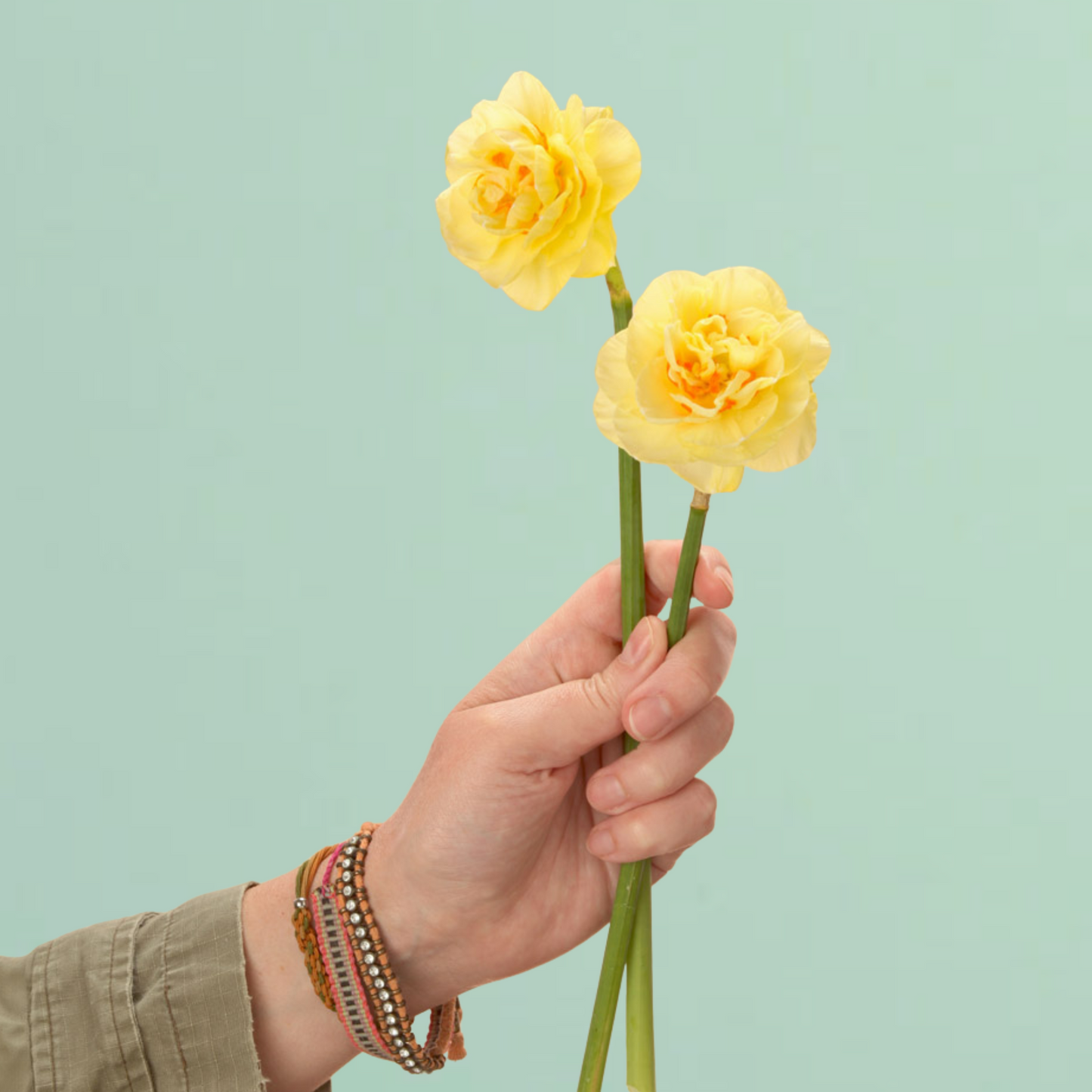 Tahiti Daffodil Bulbs
