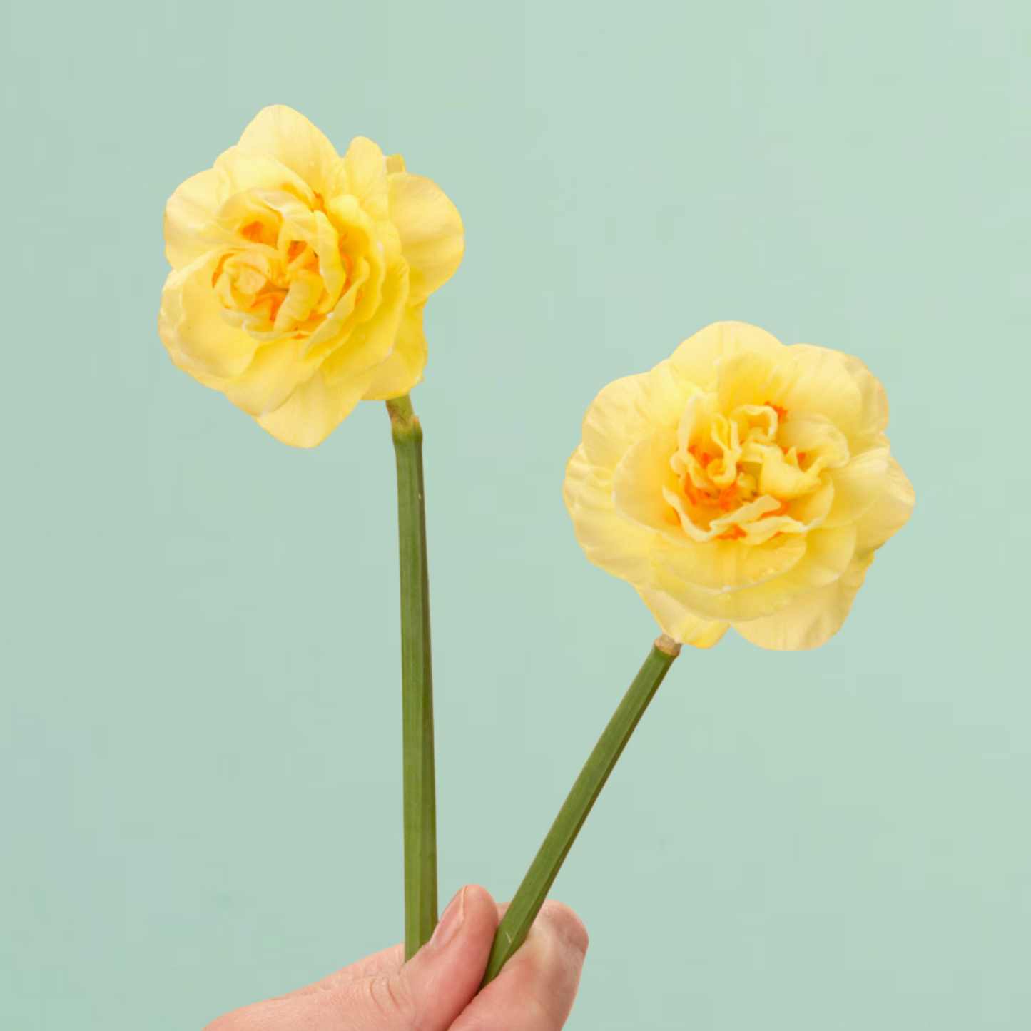 Tahiti Daffodil Bulbs