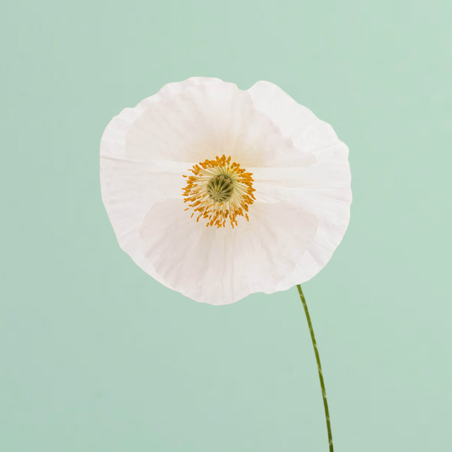 Bridal Silk Shirley Poppy Seeds