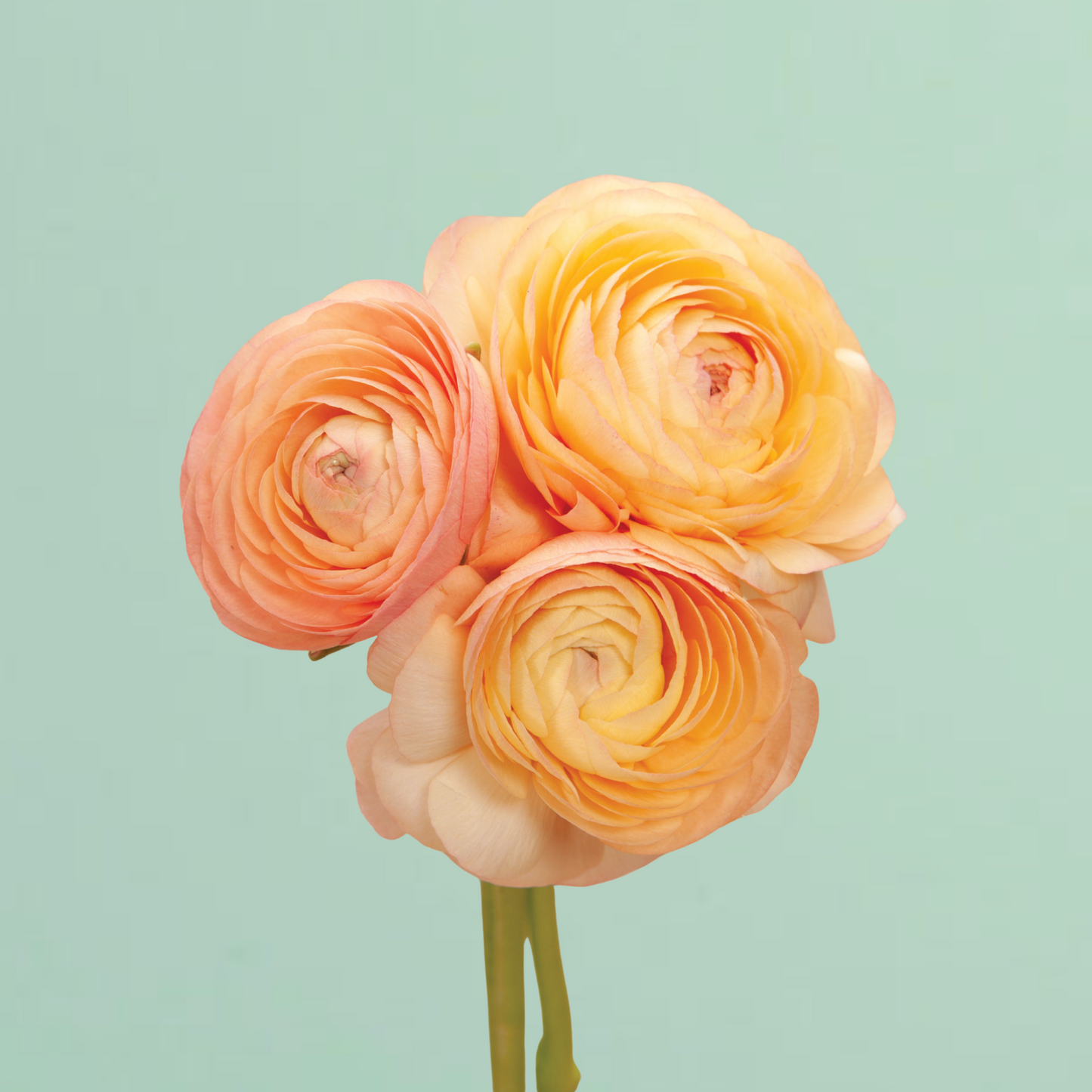Salmon Amandine Ranunculus Corms