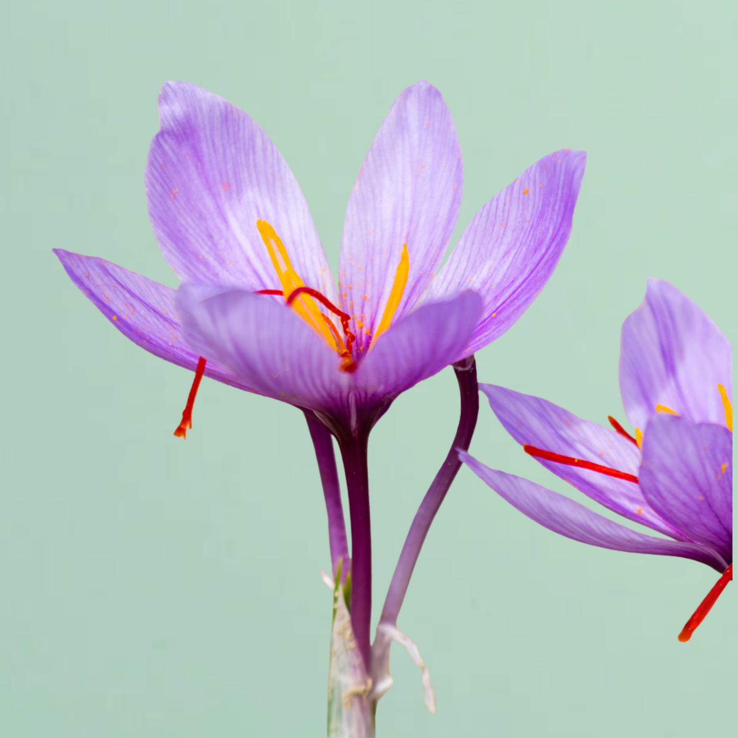 Saffron Crocus Bulbs