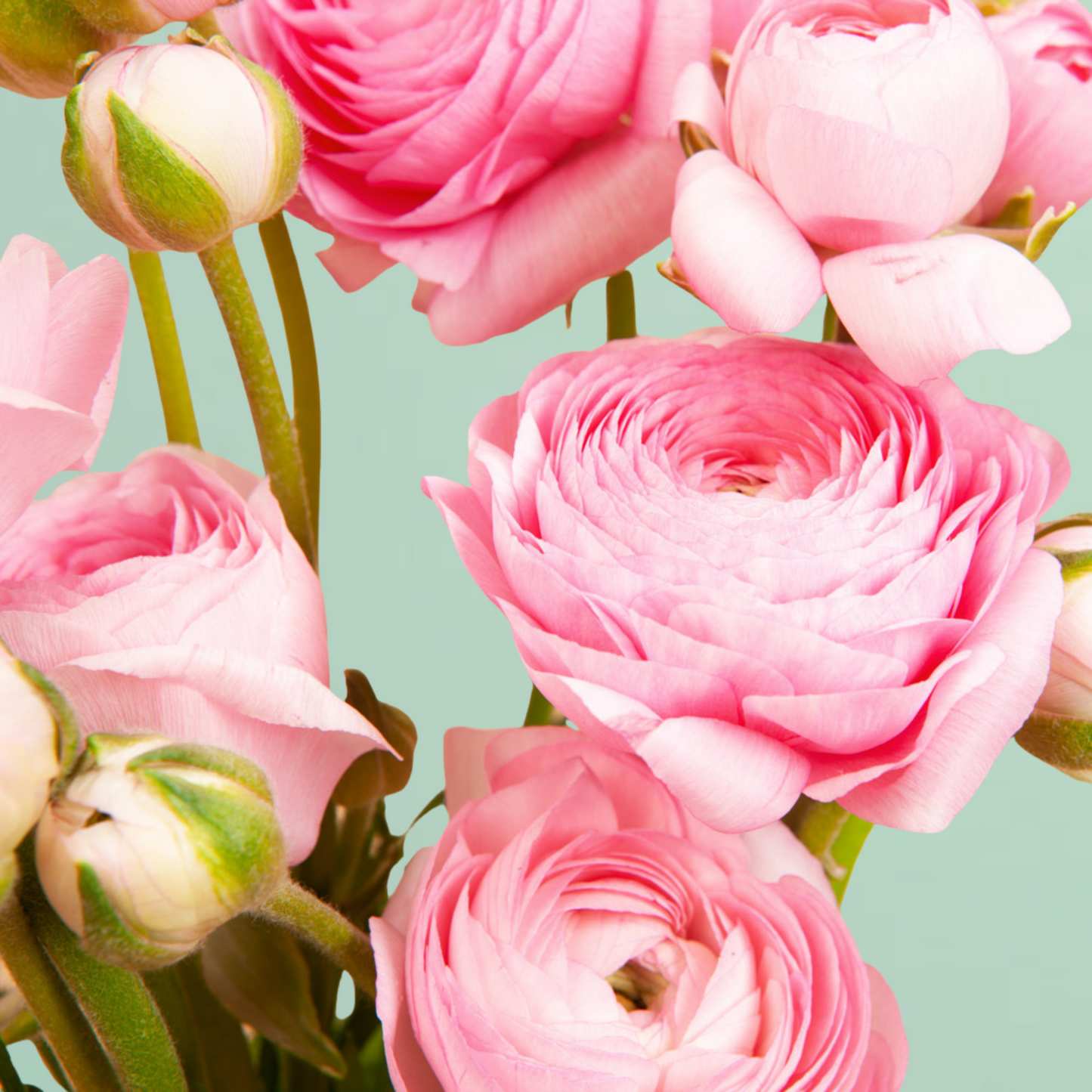 Rose Chiaro Ranunculus Corms