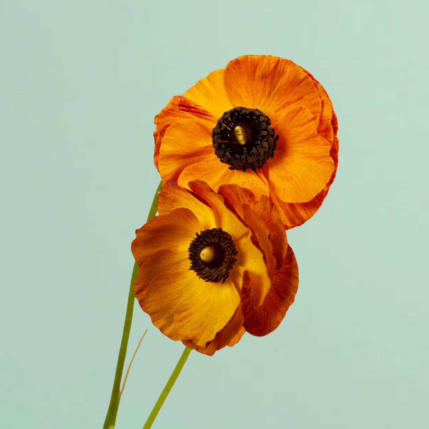 Tecolote Café Ranunculus Corms