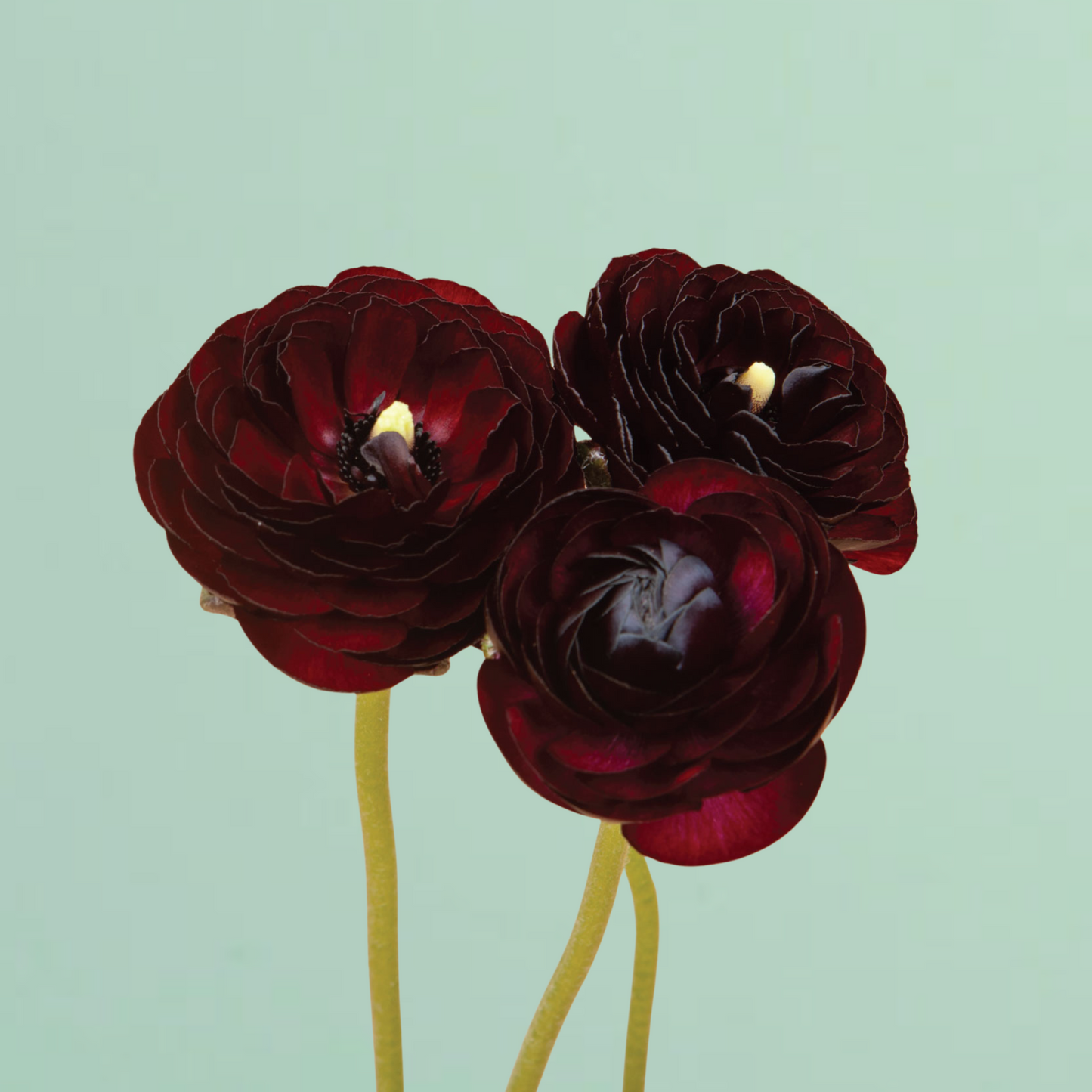 Black Amandine Ranunculus Corms