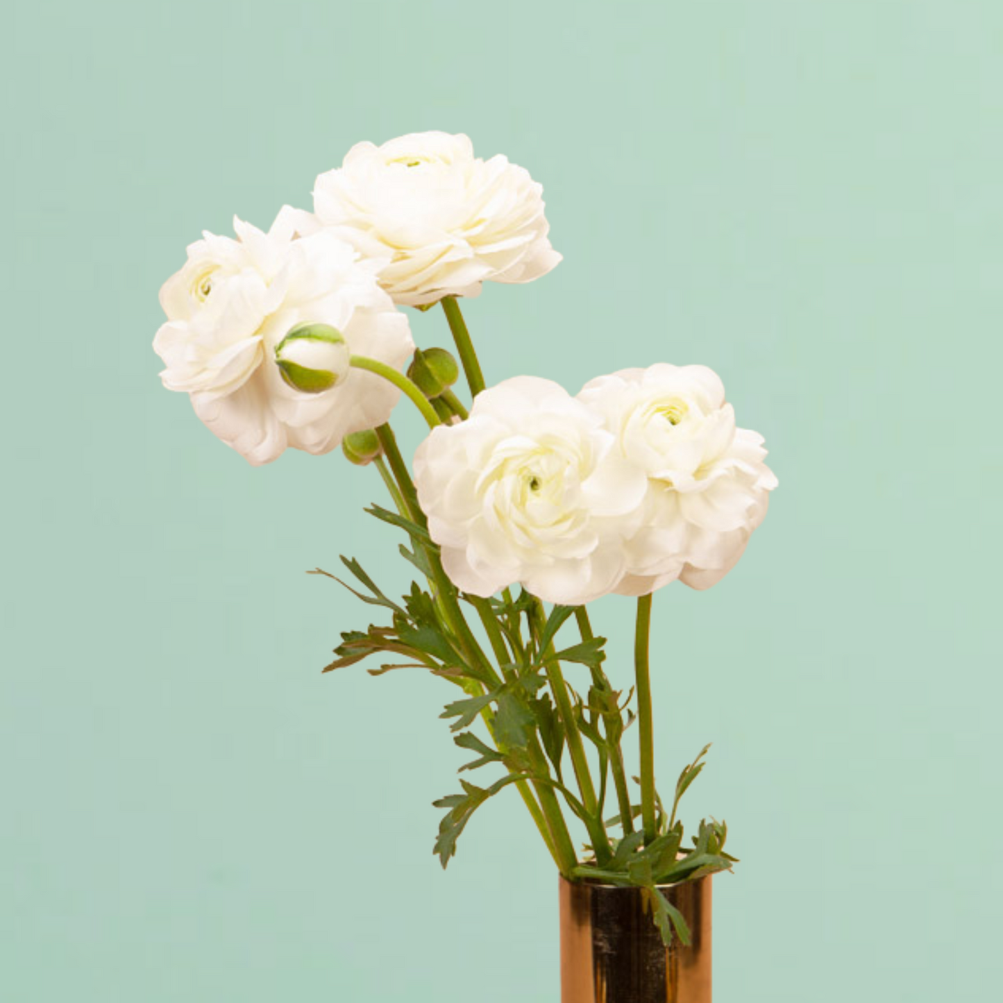Iceberg White Ranunculus Corms