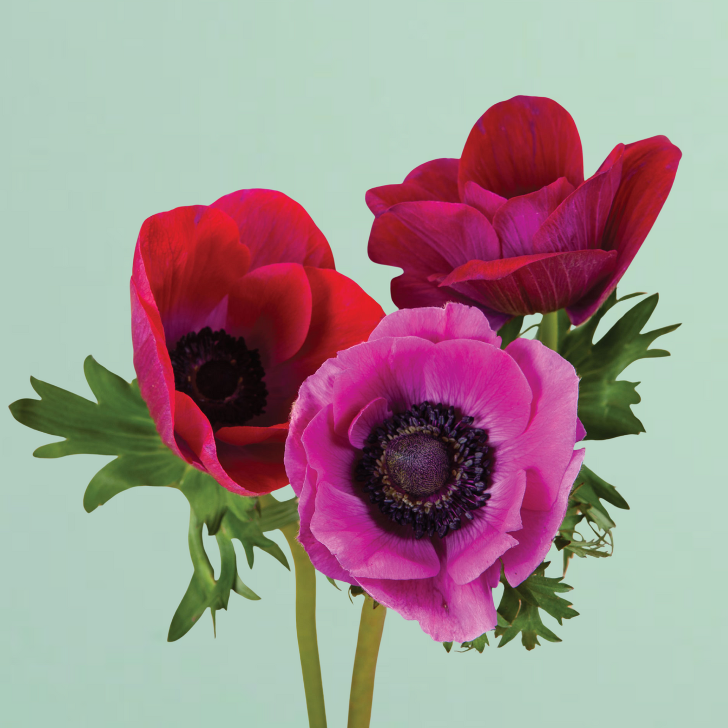 Jerusalem Pink Anemone Corms