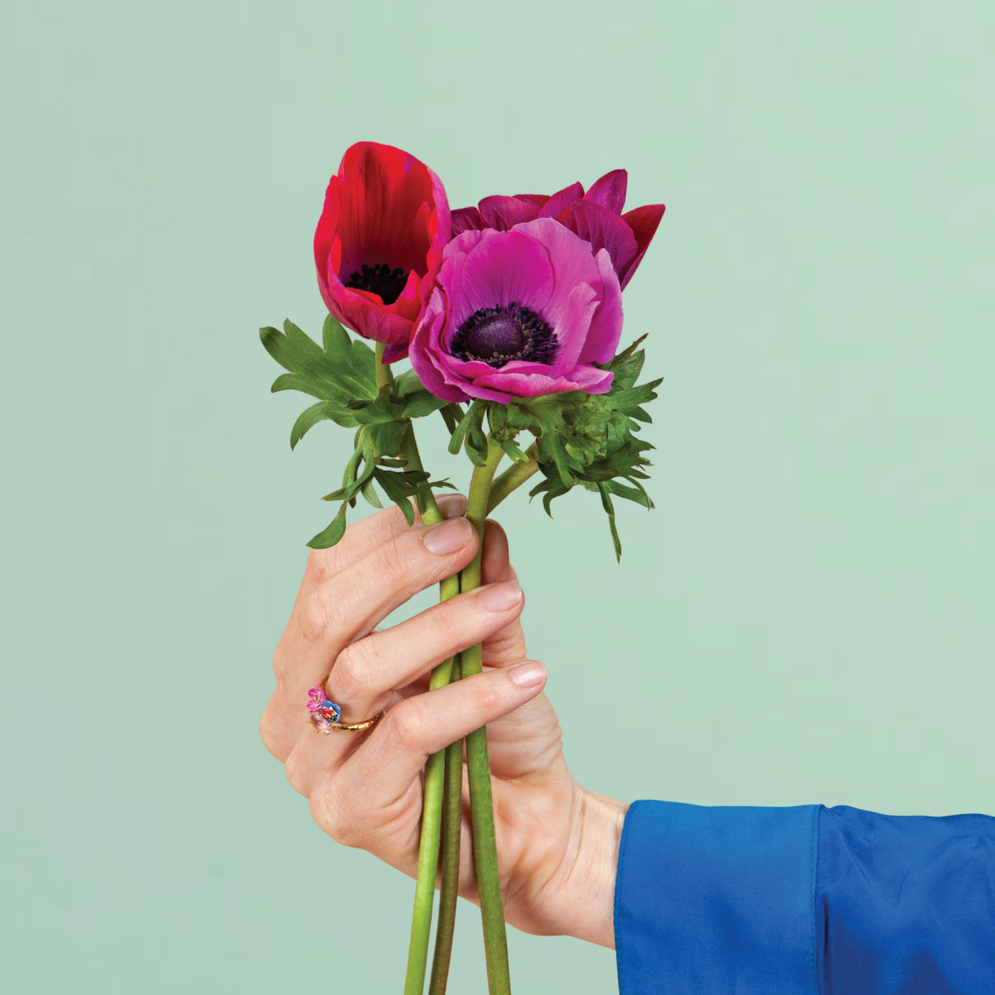 Jerusalem Pink Anemone Corms