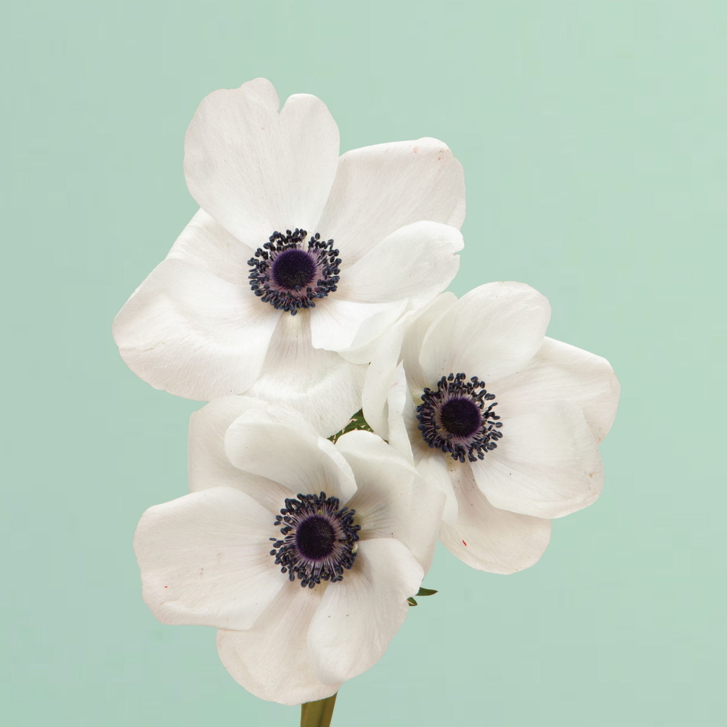 Marianne Panda White Anemone Corms