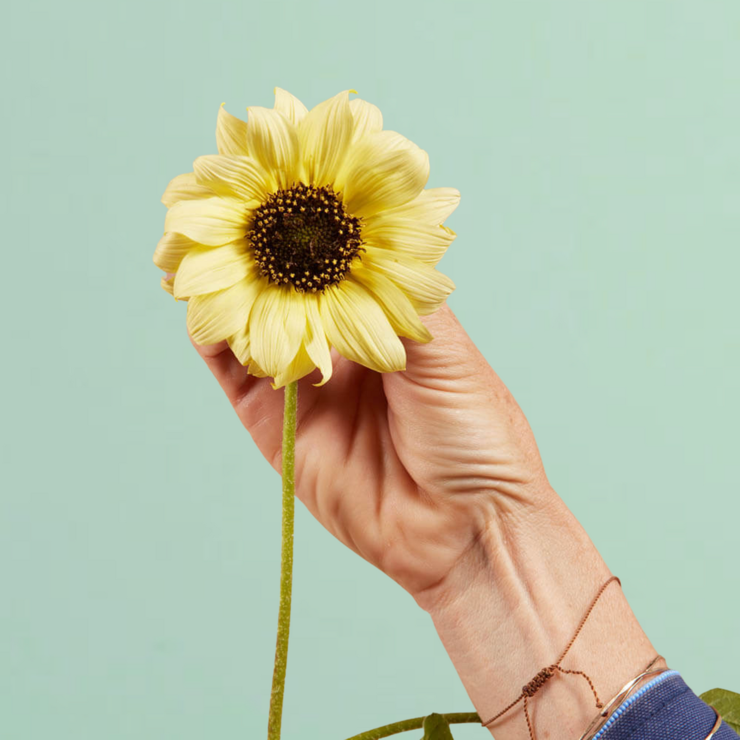 Italian White Sunflower Seeds