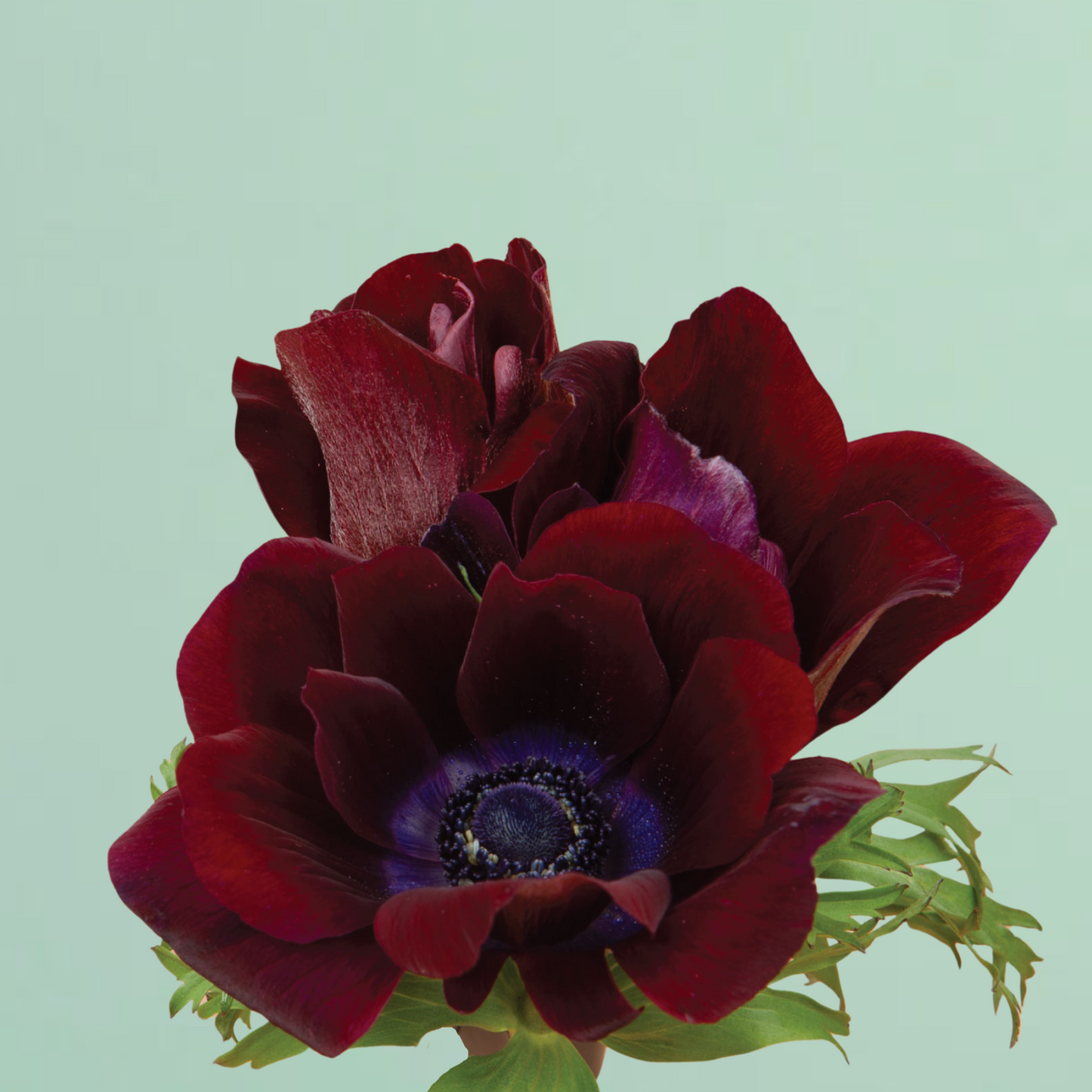 Carmel Bordeaux Anemone Corms