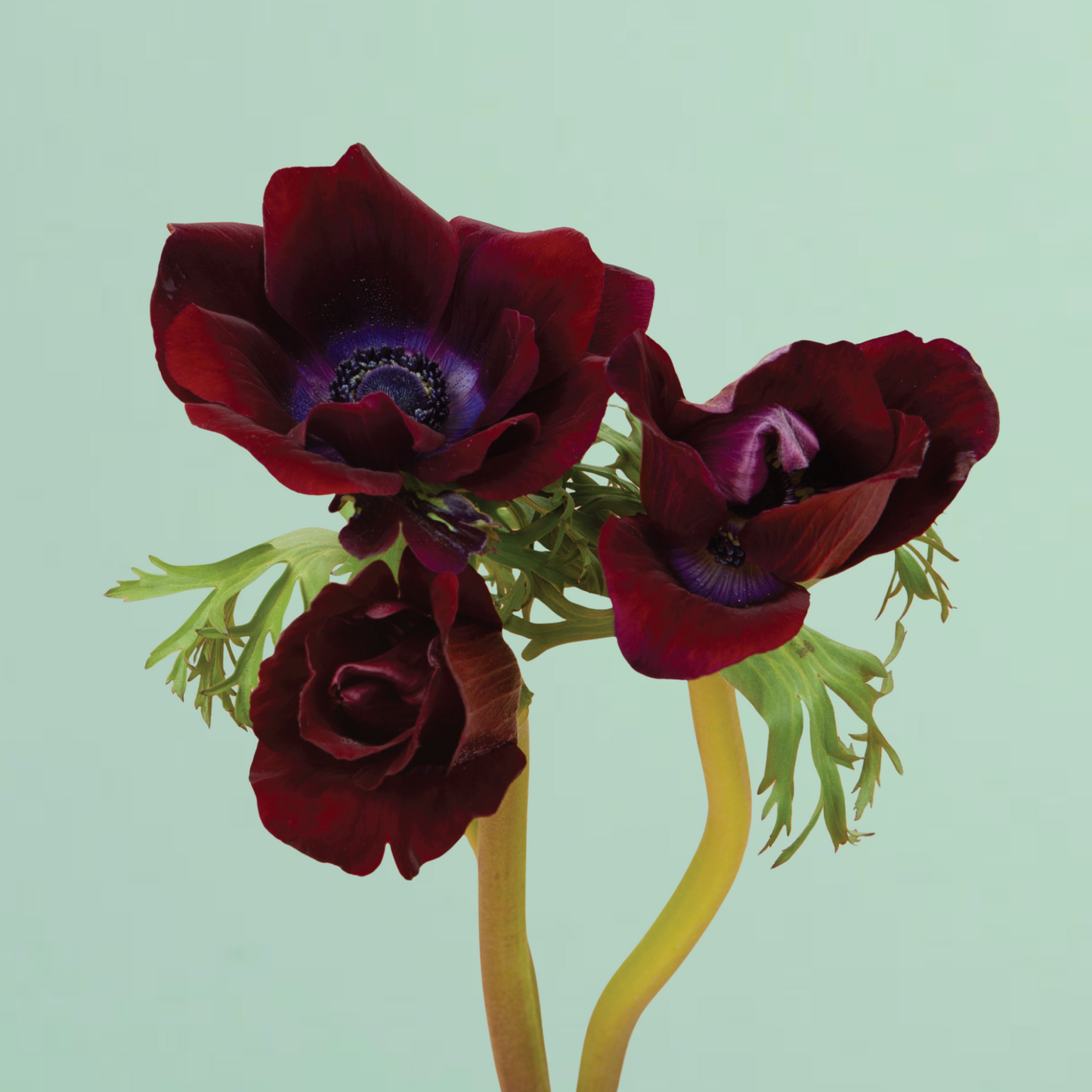 Carmel Bordeaux Anemone Corms