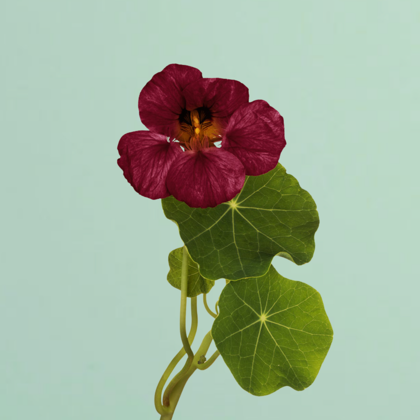 Purple Emperor Nasturtium Seeds