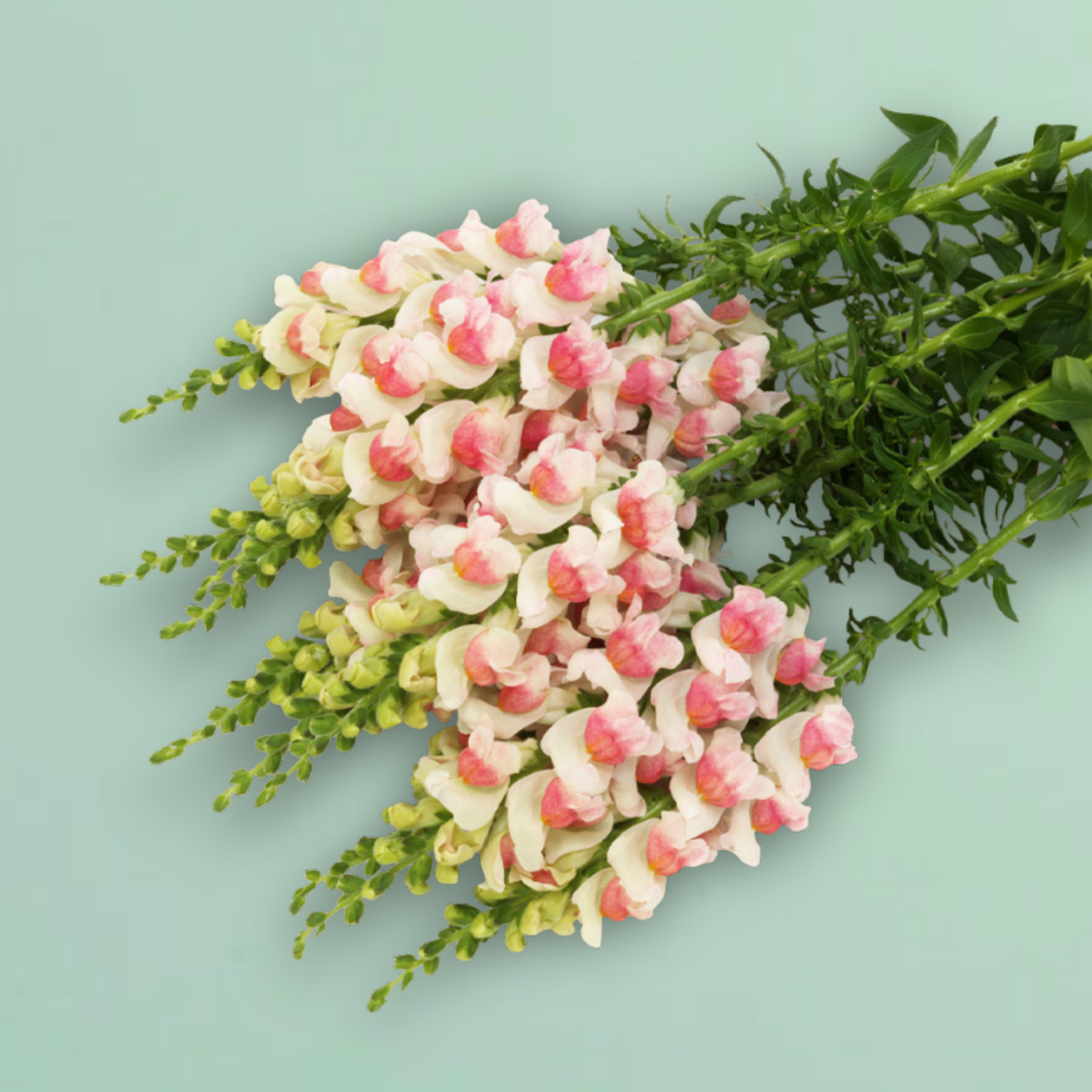 Potomac Appleblossom Snapdragon Seeds
