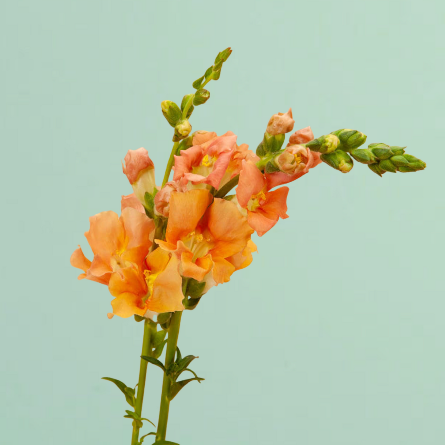 Chantilly Salmon Snapdragon Seeds
