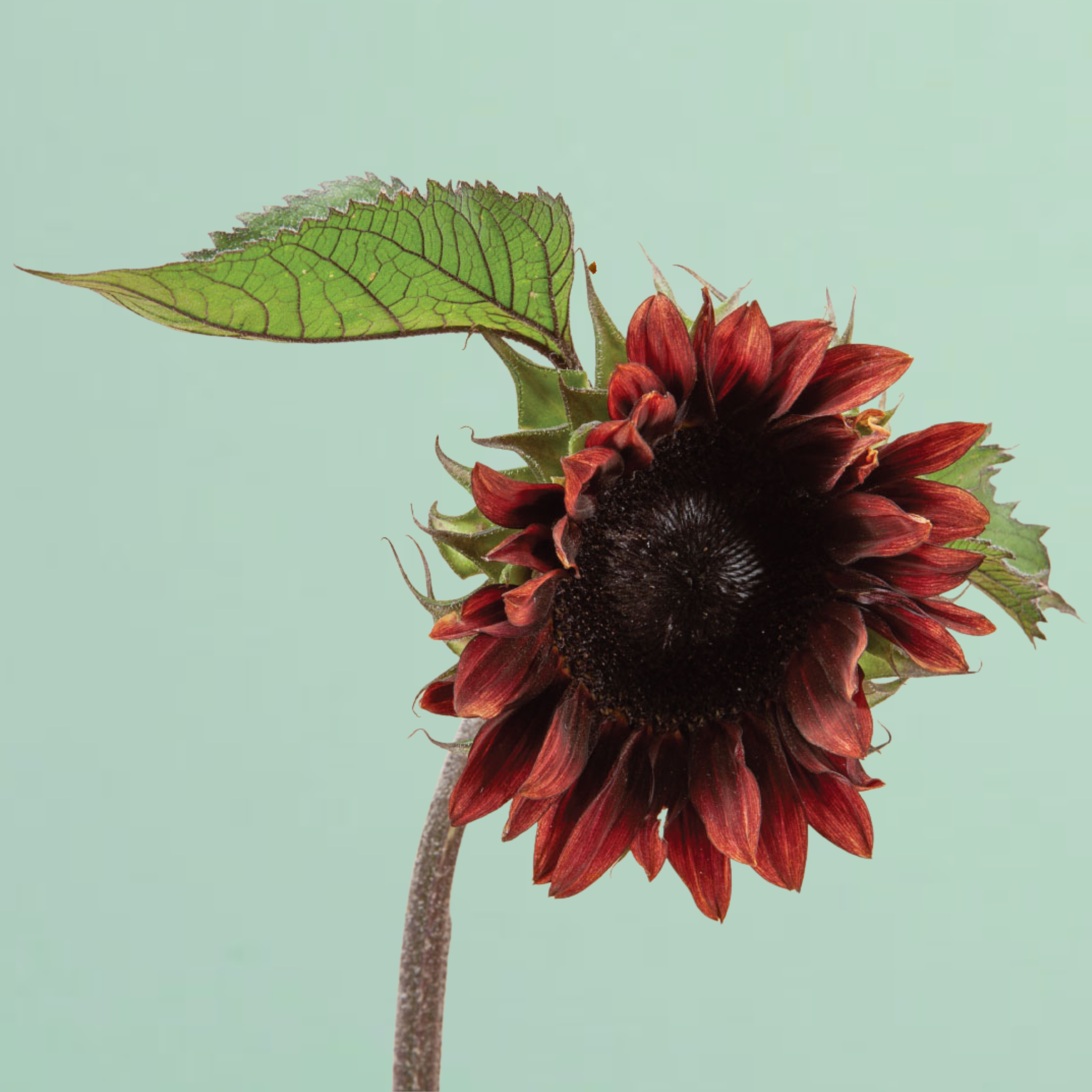 planting red sunflower seeds ProCut Red Sunflower Annual Flower