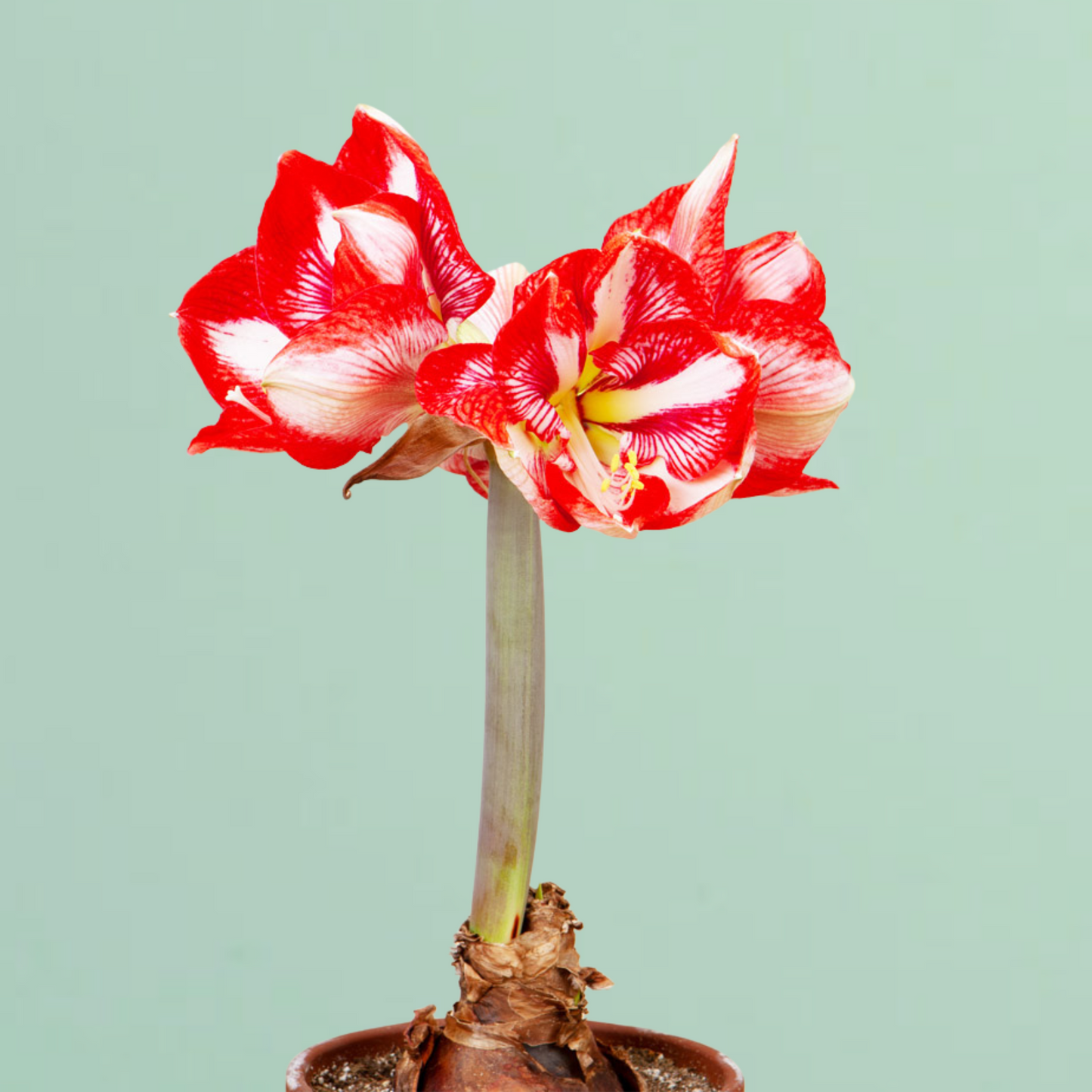 Charisma Amaryllis Bulb