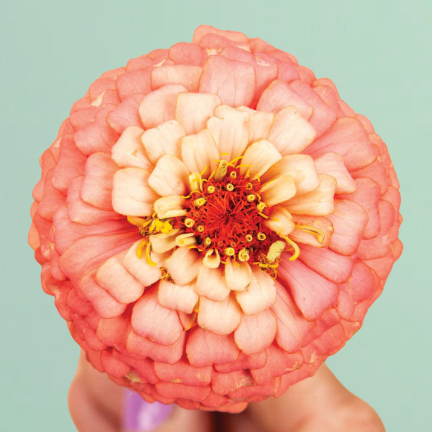 Oklahoma Salmon Zinnia Seeds
