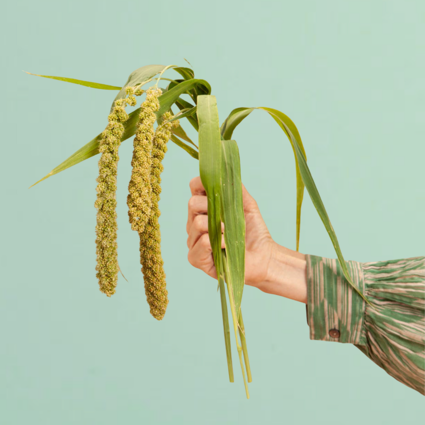 Limelight Millet Seeds