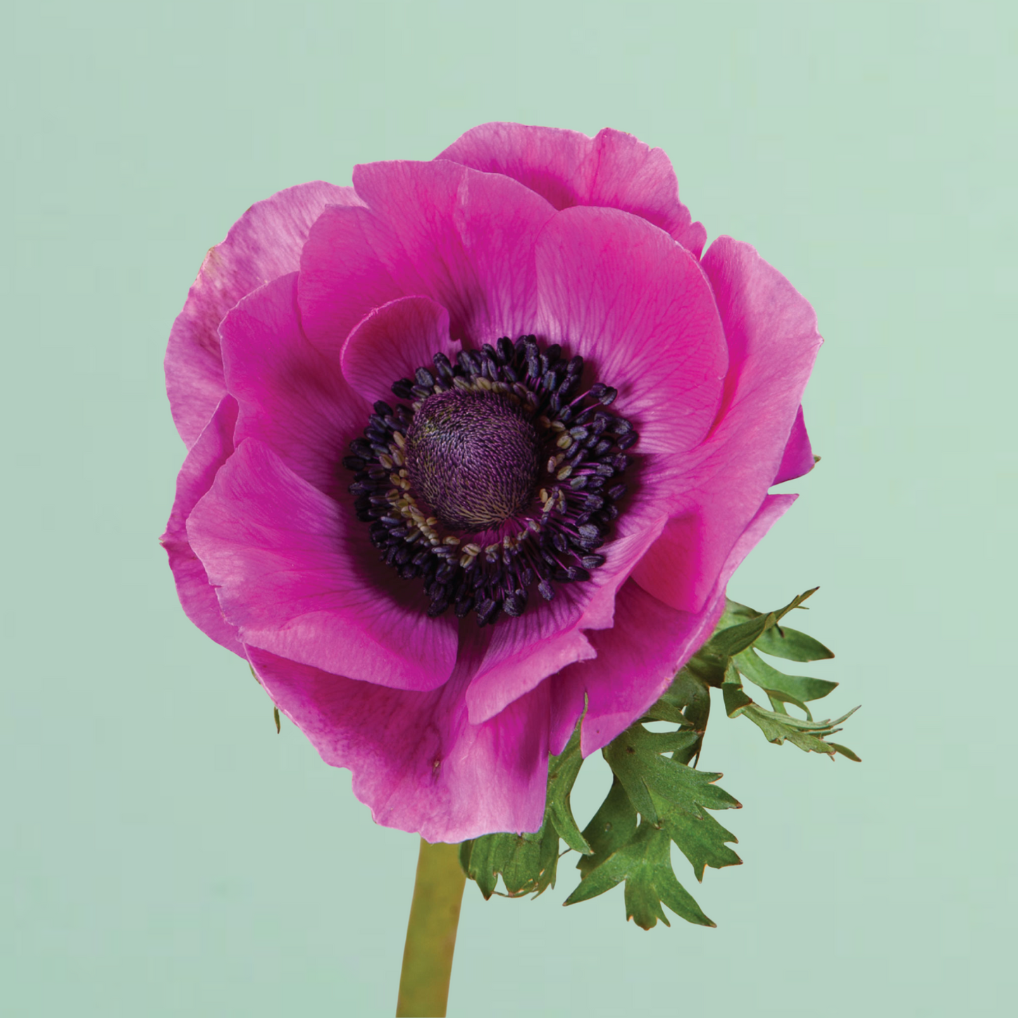 Jerusalem Pink Anemone Corms
