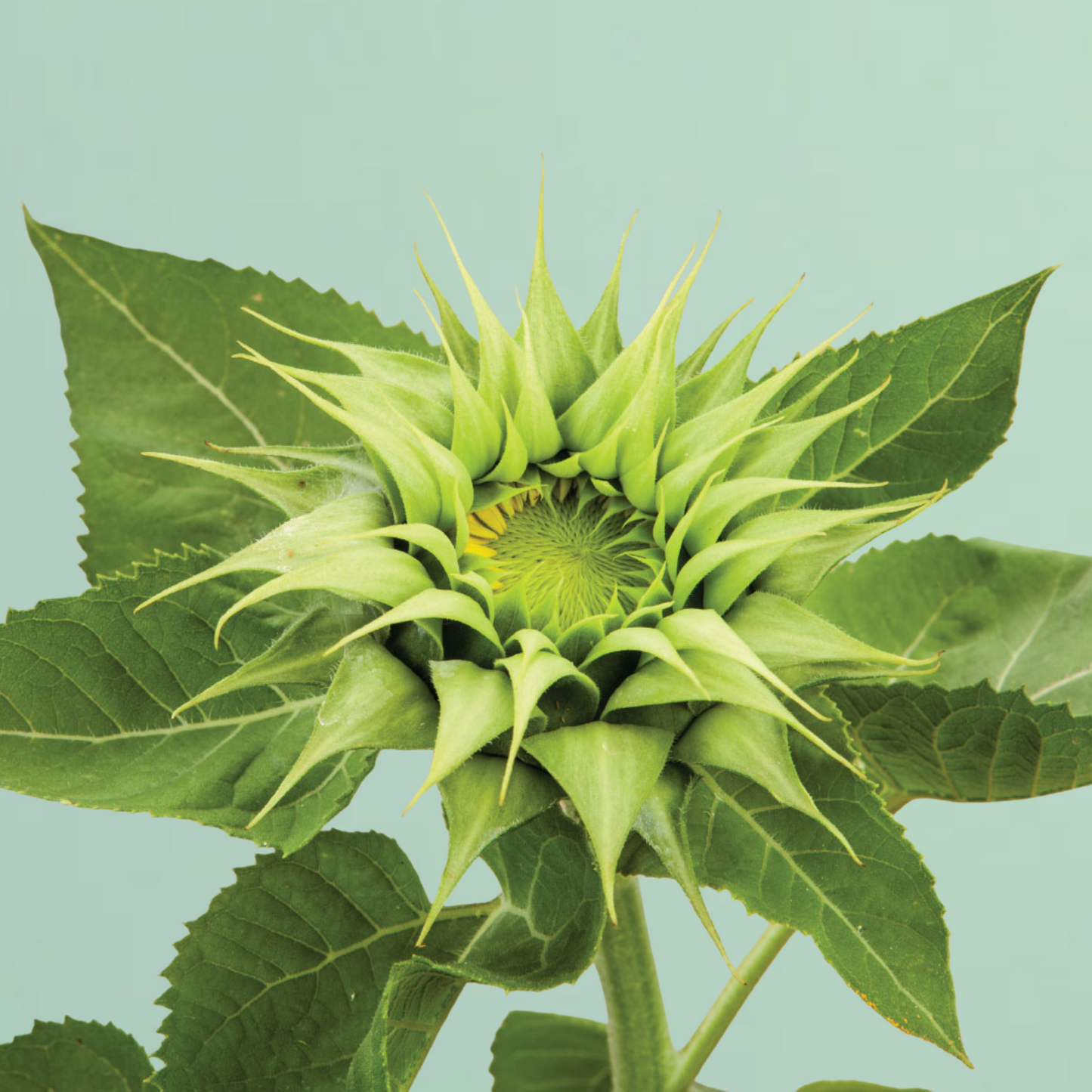Sunfill Green Sunflower Seeds