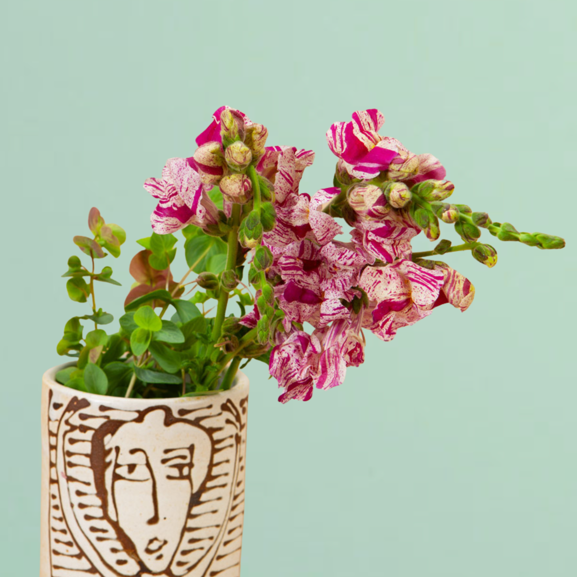 snapdragon potted plant Purple Twist Snapdragon Summer Annual Flower Seeds