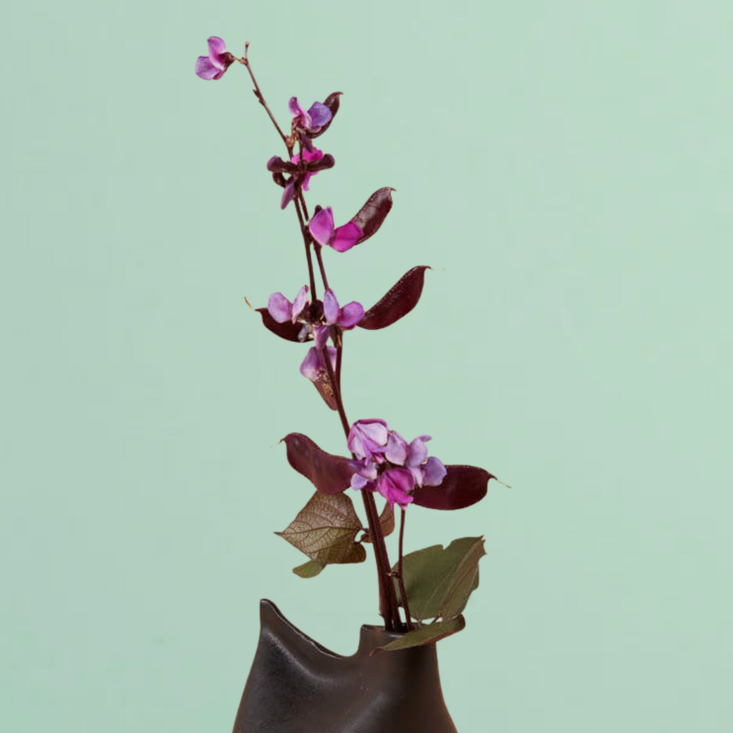 Ruby Moon Hyacinth Bean Seeds