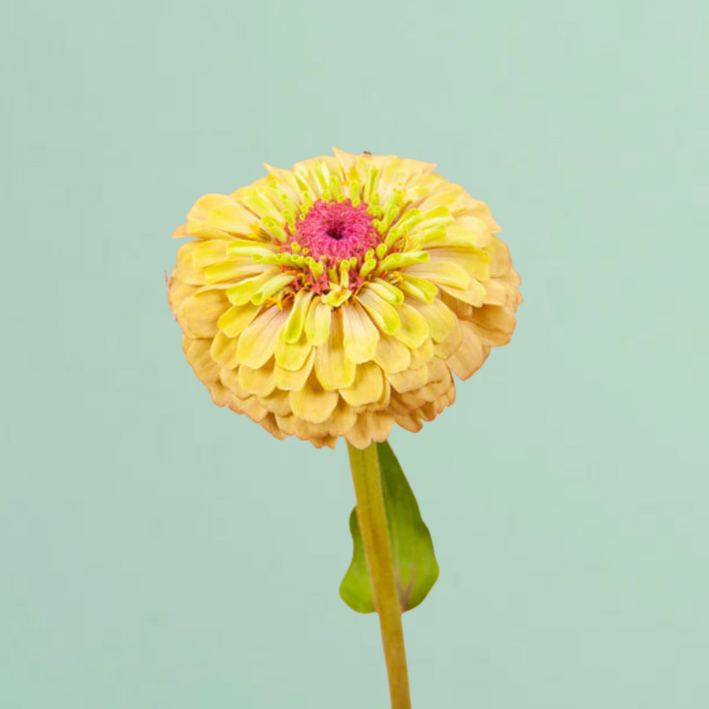 Queen Lime With Blush Zinnia Seeds
