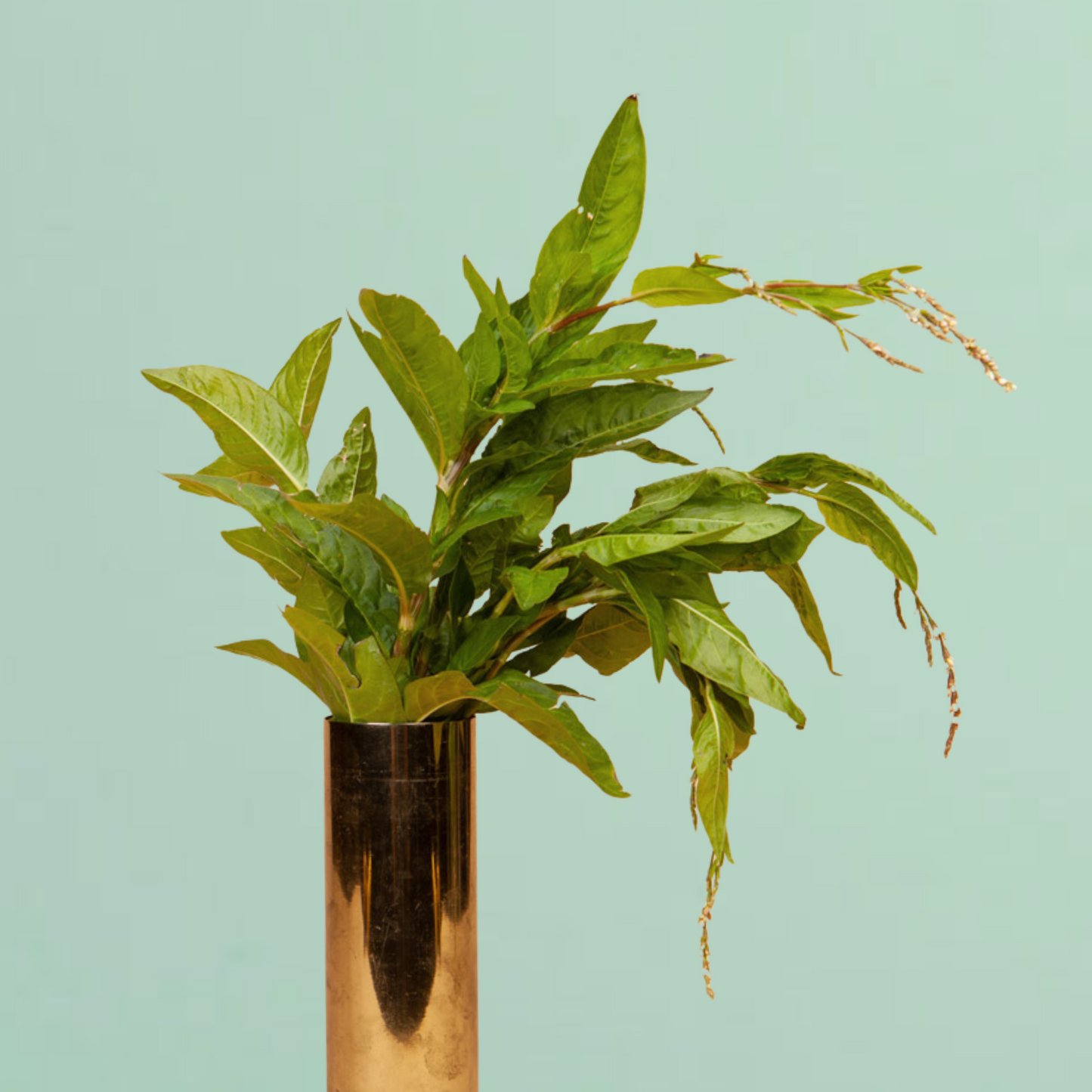 Persicaria Japanese Indigo Seeds