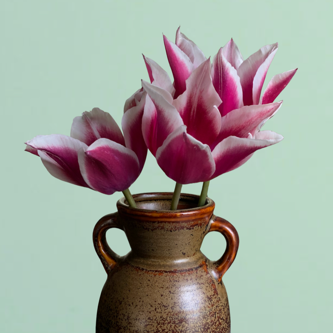 Claudia Tulip Bulbs