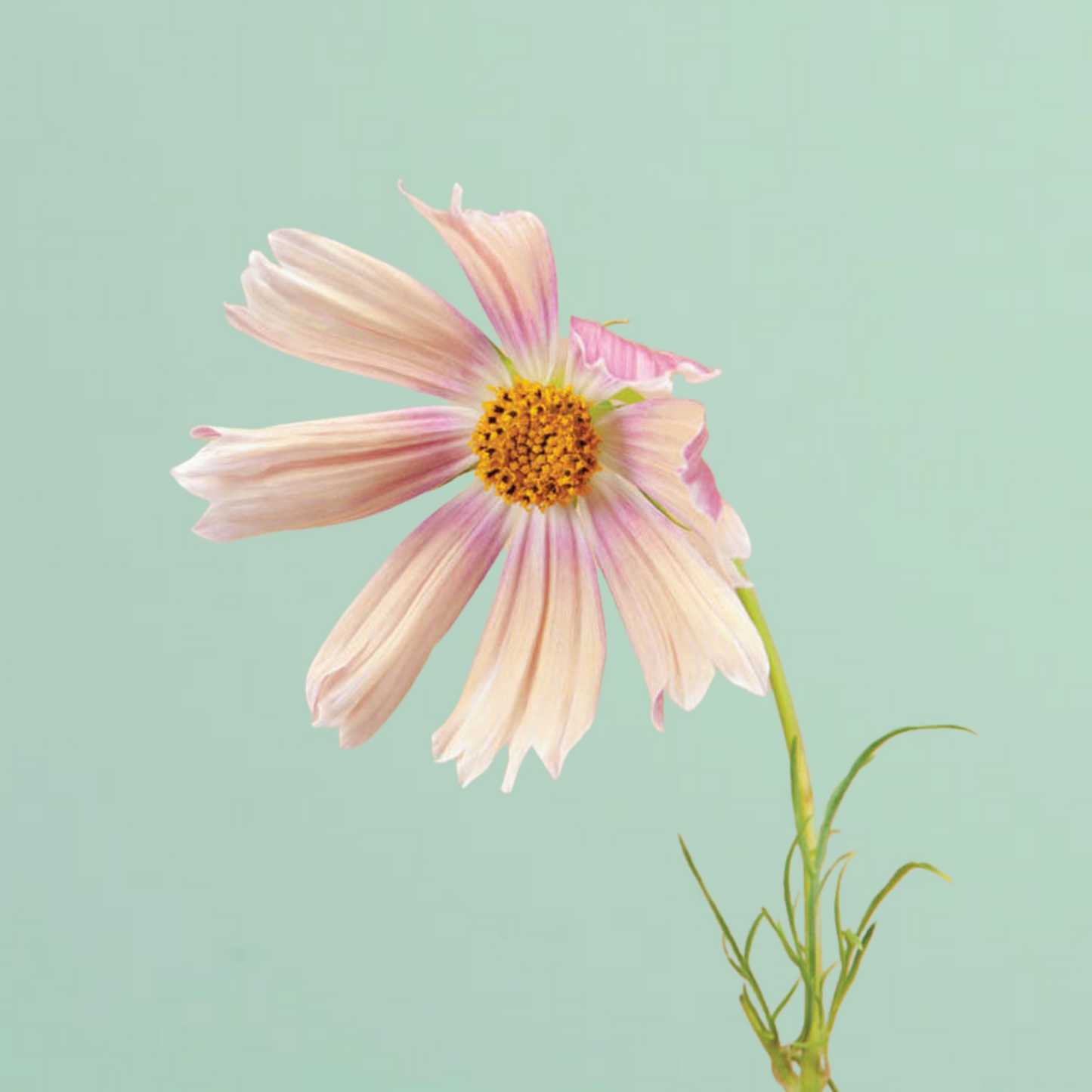 Apricot Lemonade Cosmos Seeds