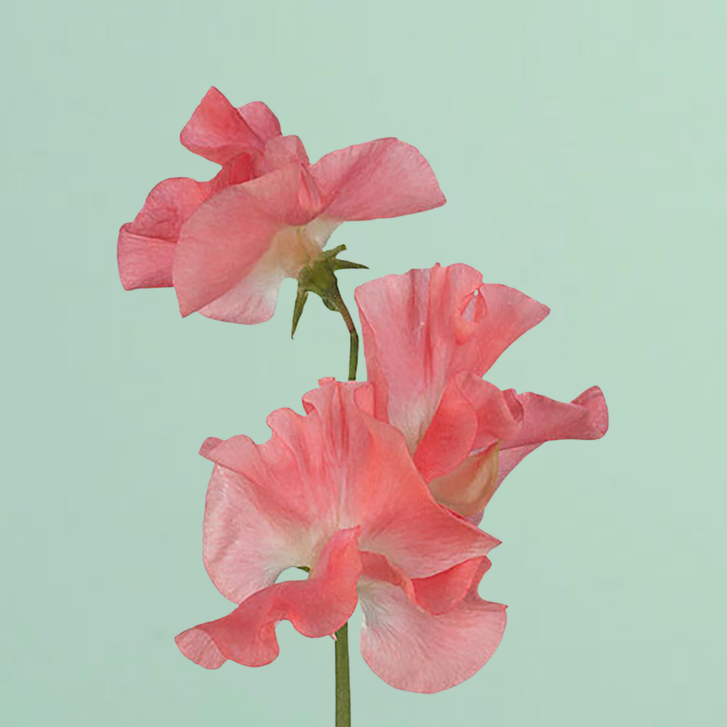 Mammoth Salmon Cream Sweet Pea Seeds