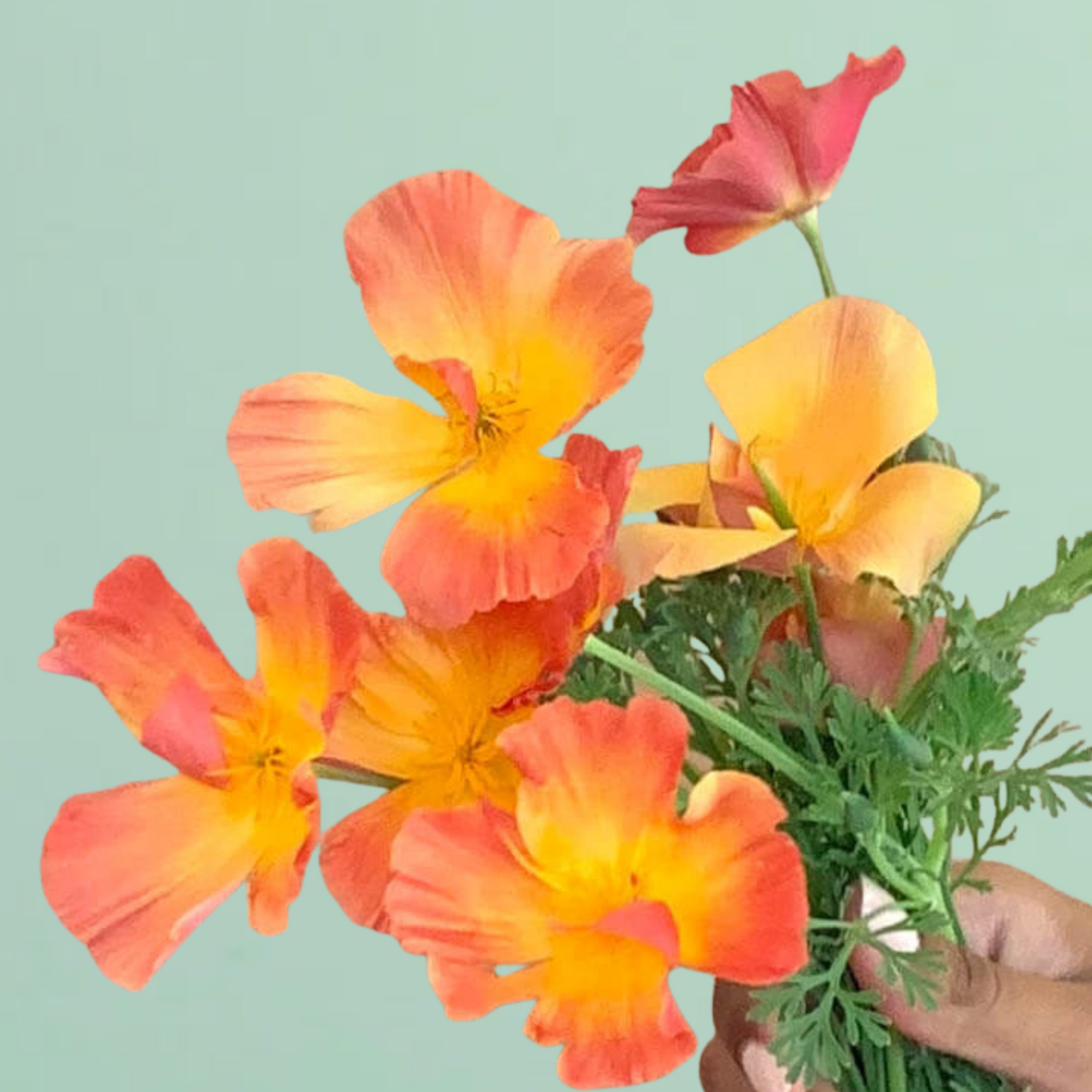 Thai Silk Apricot Chiffon California Poppy Seeds