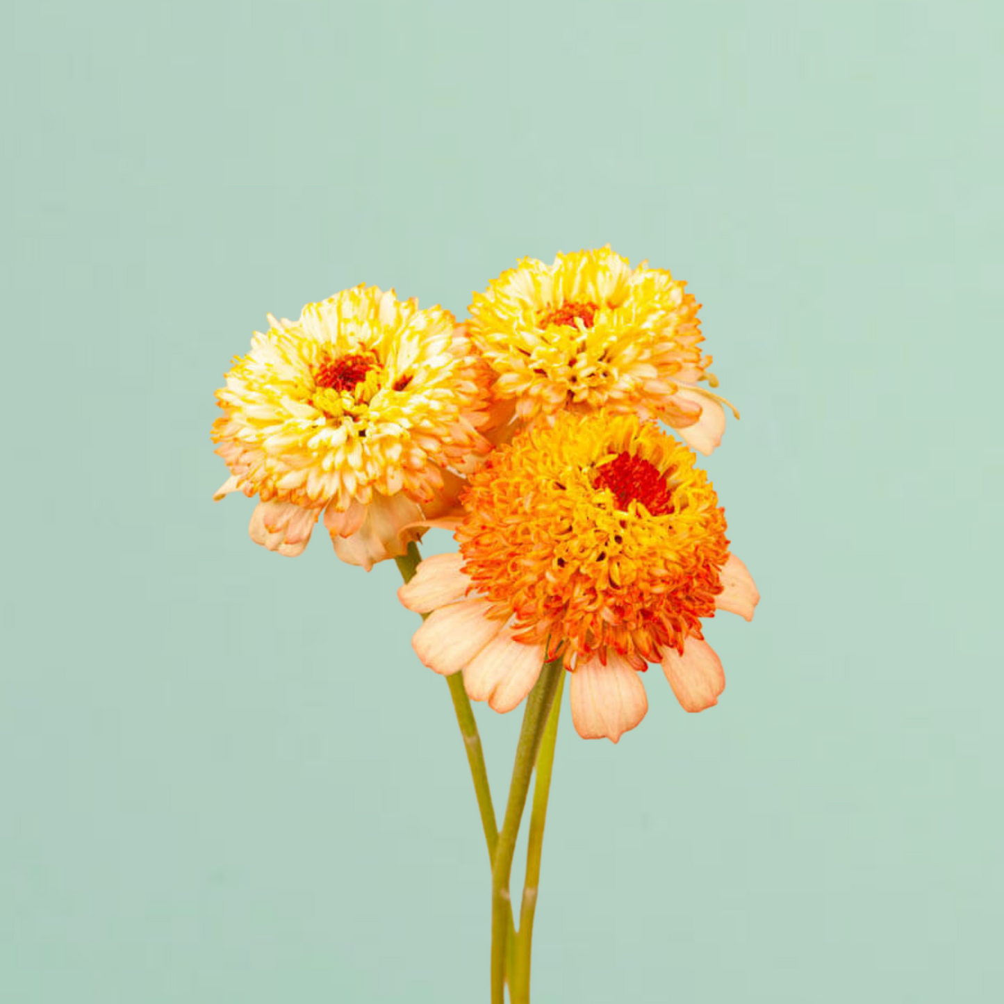 Zinderella Peach Zinnia Seeds