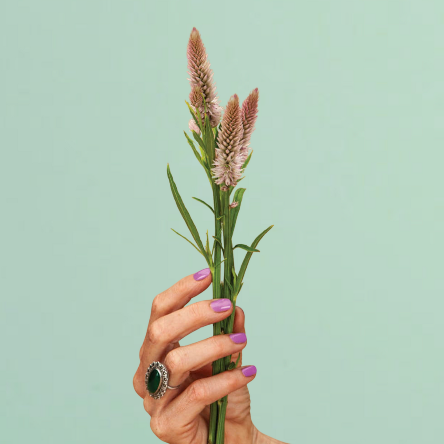 Flamingo Feather Celosia Seeds