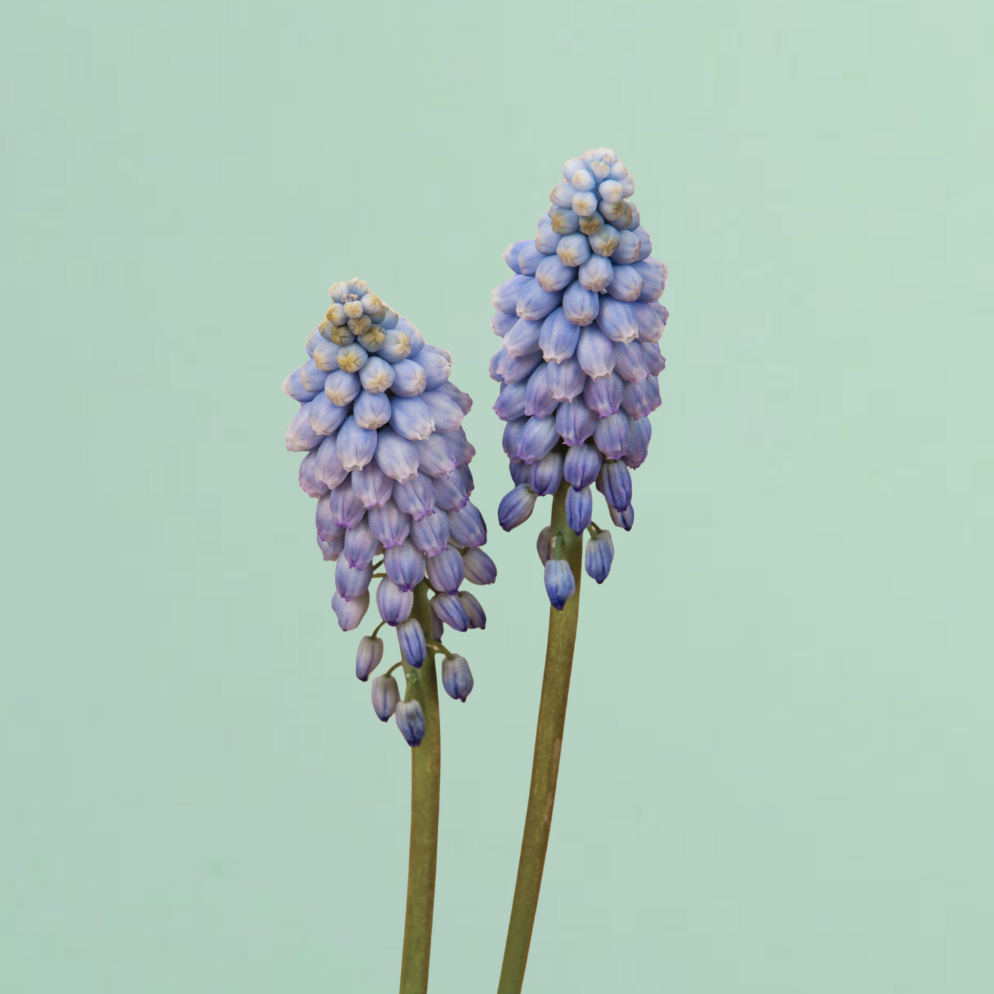 Valerie Finnis Muscari Bulbs