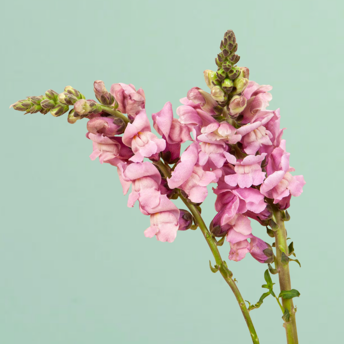 Potomac Lavender Snapdragon Seeds