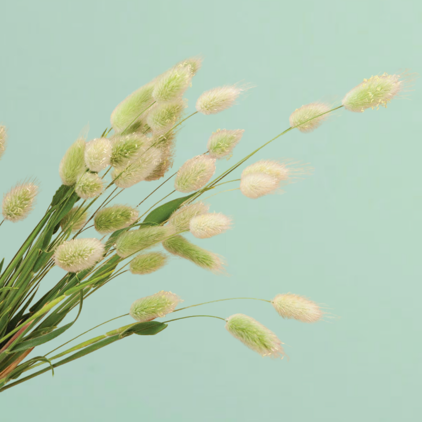 Bunny Tail Grass Seeds
